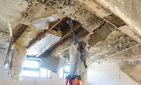 Best Emergency Mold Remediation  in East Sparta, OH